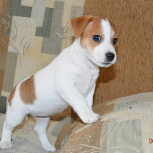 jack russell teri�ra.