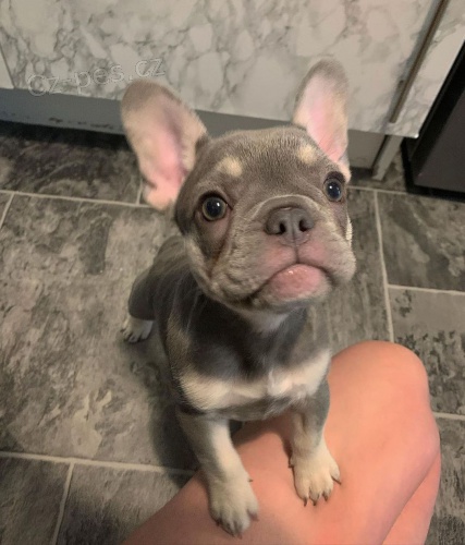 francouzsk�ho buldo�ka.