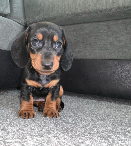 Prod�m trpasli�� �t��ata jezev��ka hladkosrst�ho