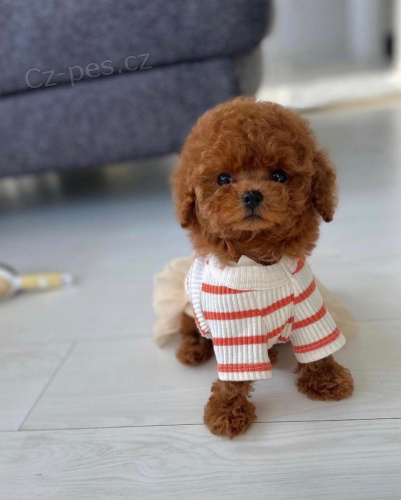 �T��ATA PUDL� TOY