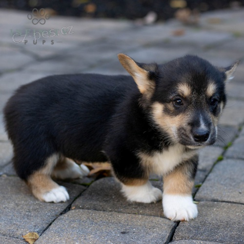 �t��ata Pembroke Welsh Corgi