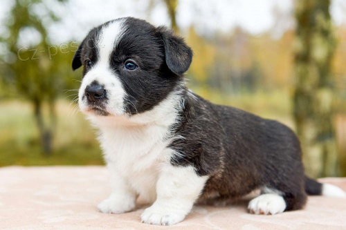 Cardigan Welsh corgi.