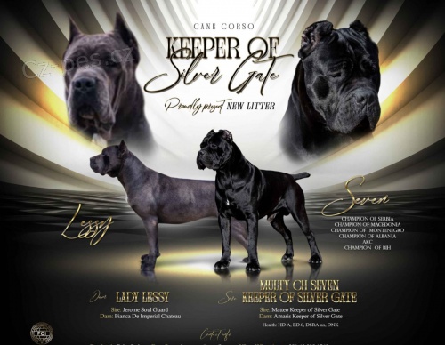 Cane Corso �t��ata