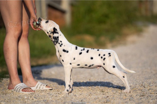 Dalmatin�t� �t��ata