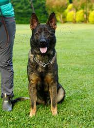 Prod�m profesion�ln� vycvi�en�ho osobn�ho hl�dac�ho/ochrann�ho psa. N�meck� ov��k.