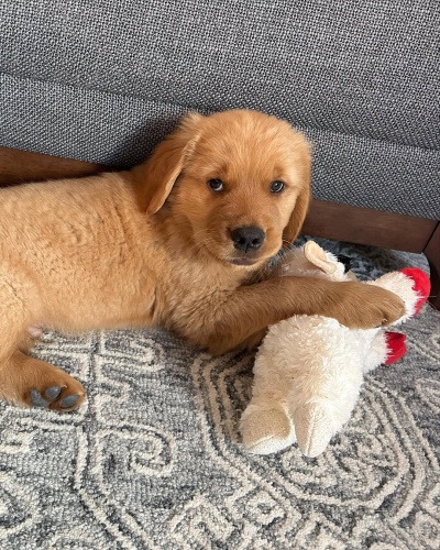 �t��ata zlat�ho retr�vra k adopci.