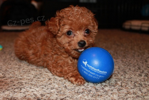 �t��ata toy pudla k prodeji