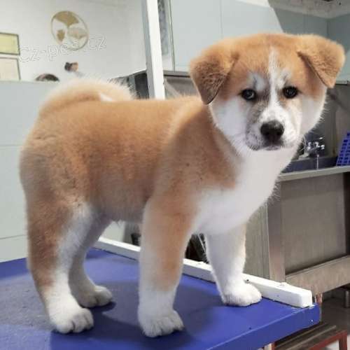 �t��ata Akita Inu. Velmi zdrav� a s rodokmenem.