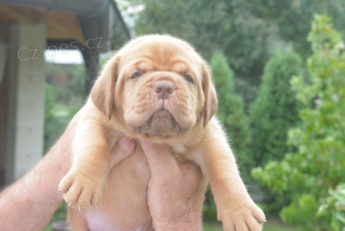 Bordeauxsk� doga (Dogue de Bordeaux) kr�sn� �t��ata