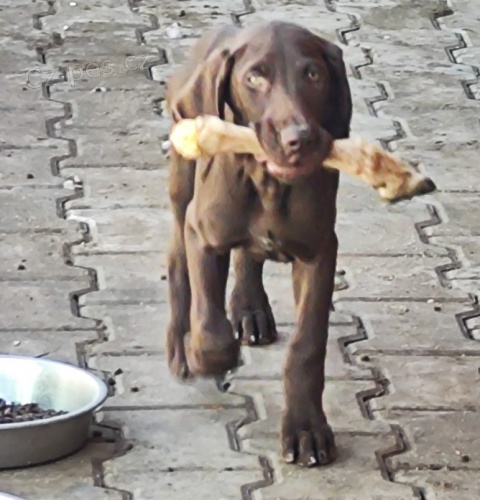 Nab�dka �t�n�te n�meck�ho oha�e kr�tkosrst�ho