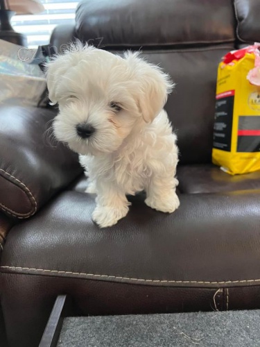 �t��ata malt�z�k�.