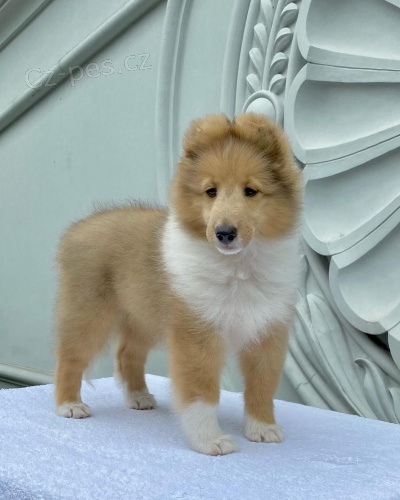 �t��ata sheltie k adopci