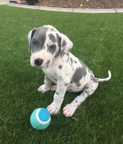 �t��ata n�meck� dogy