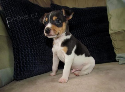�t��ata jack russell teri�ra.