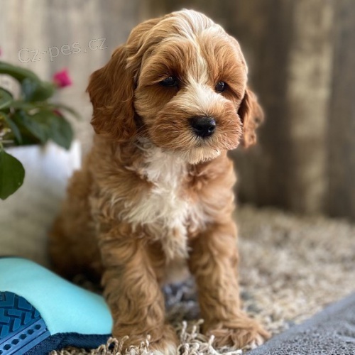 Cavapoo