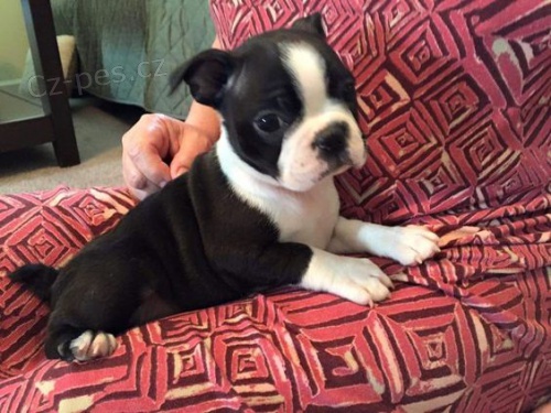 �t��ata bostonsk�ho teri�ra