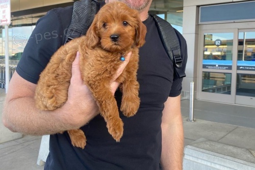 �t��ata Cockapoo