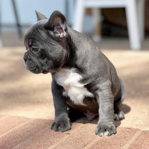 francouzsk�ho buldo�ka.