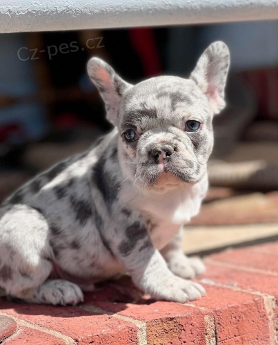 francouzsk�ho buldo�ka.