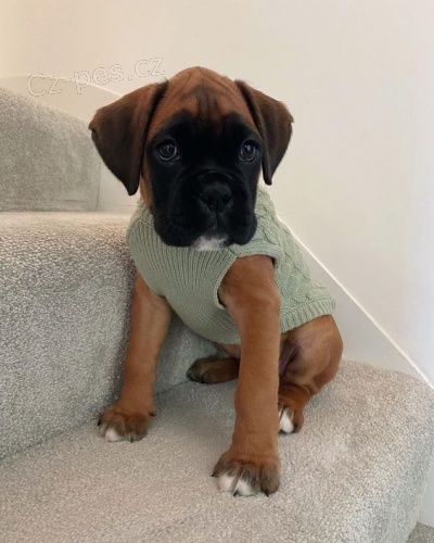 �t��ata n�meck�ho boxera.