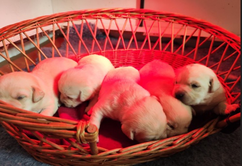 Nab�dka �t��at labradorsk�ho retrievera