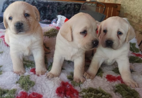 Nab�dka �t��at labradorsk�ho retrievera