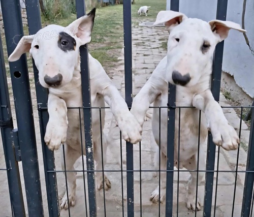 Standardn� Bull Terrier �t��ata