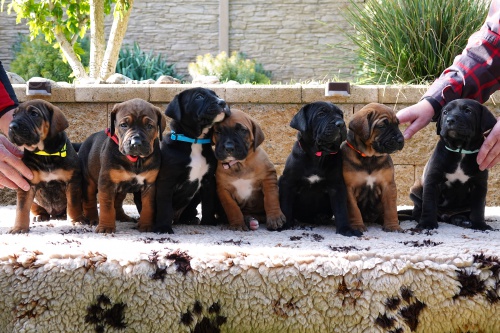 Tosa Inu - �t��ata s PP