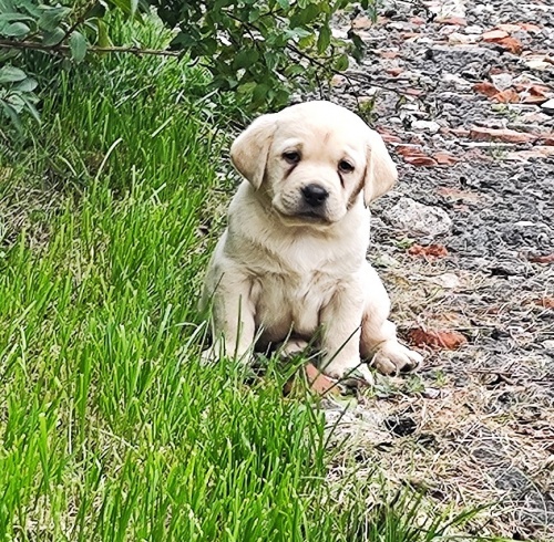 Nab�dka �t��at labradorsk�ho retrievera