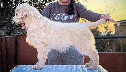 Zlat� retr�vr �t��ata