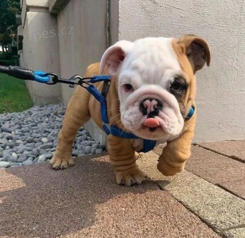 �t��ata anglick�ho buldo�ka