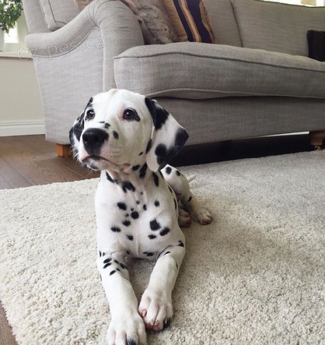 �t��ata dalmatin�