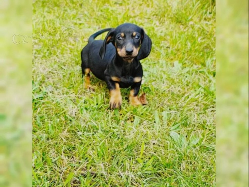 Jezev��k hladkosrst� bez PP