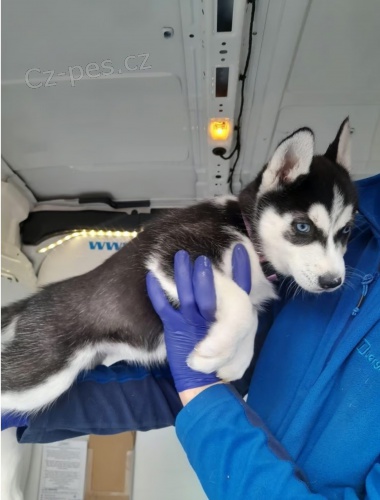 Sibi�sk� husky