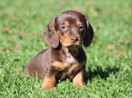 Prod�m �t���tko Jezev��k, hladkosrst� fene�ka.