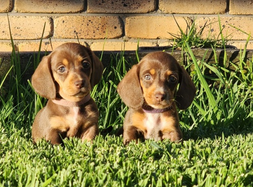 trpasli�� �t��ata jezev��ka hladkosrst�ho