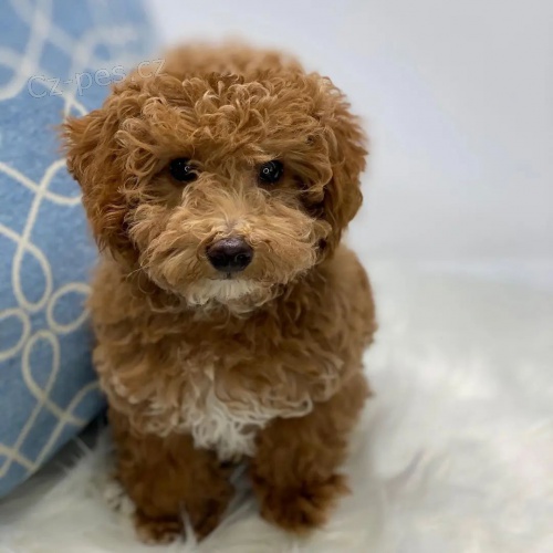 Cavapoo