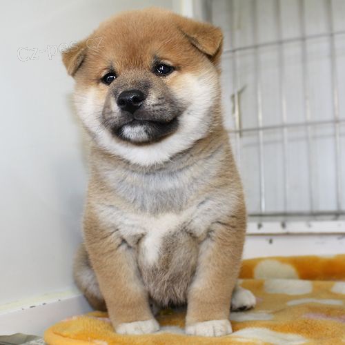 �t��ata shiba inu