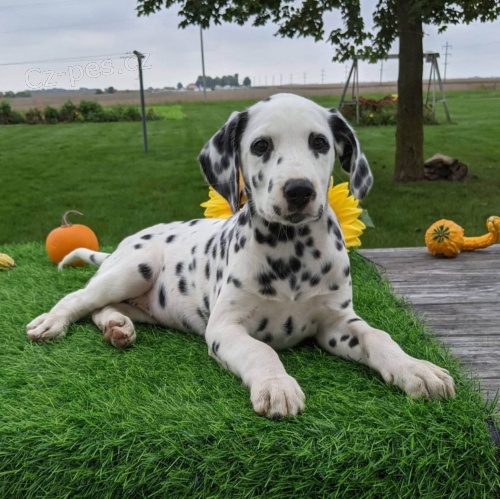 �t��ata dalmatin�