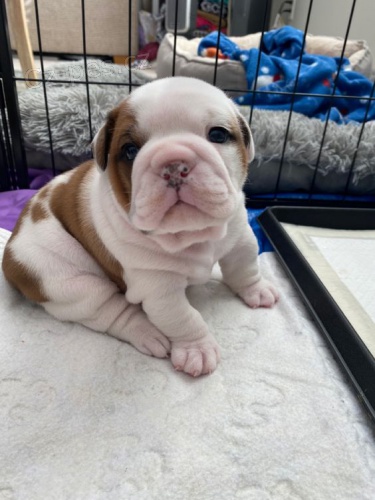 �t��ata anglick�ho buldo�ka