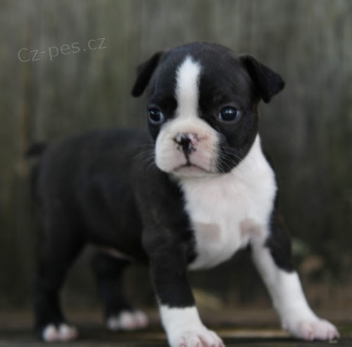 bostonsk�ho teri�ra