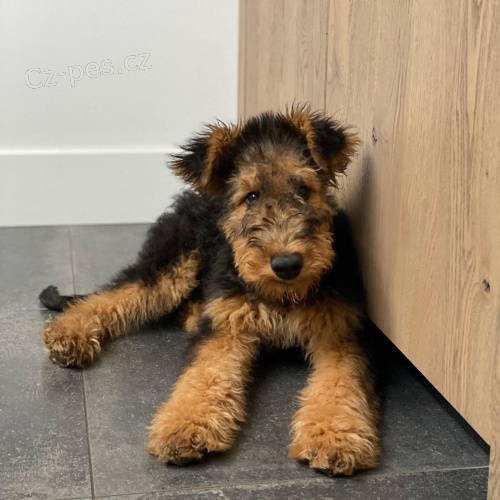 �t���tka erdelteri�r