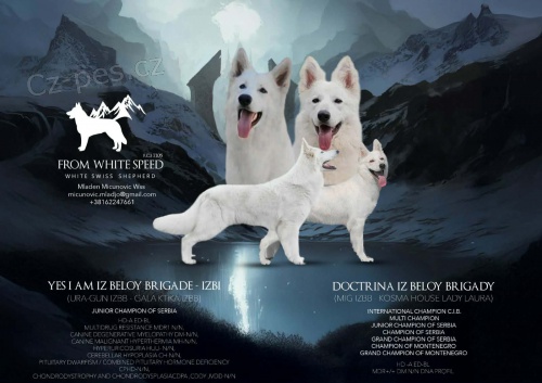 B�l� �v�carsk� ov��k � �t��ata