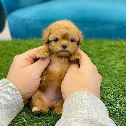 �T��ATA PUDL� TOY