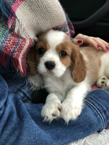 �t��ata Kaval�r King Charles Spaniel.