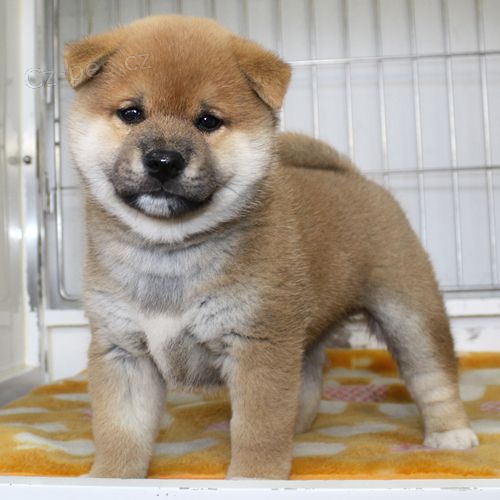 �t��ata shiba inu