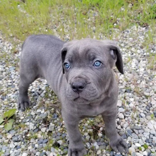 Italsk� corso pes (Cane Corso Italiano)