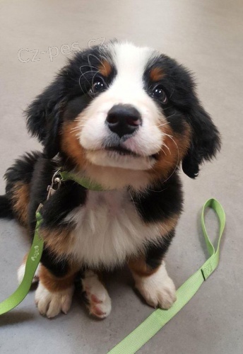 bernsk�ho sala�nick�ho psa