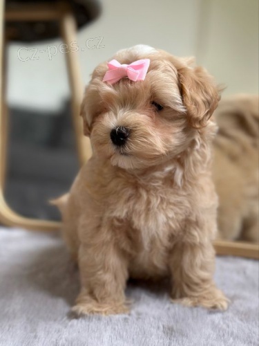 MINI Maltipoo