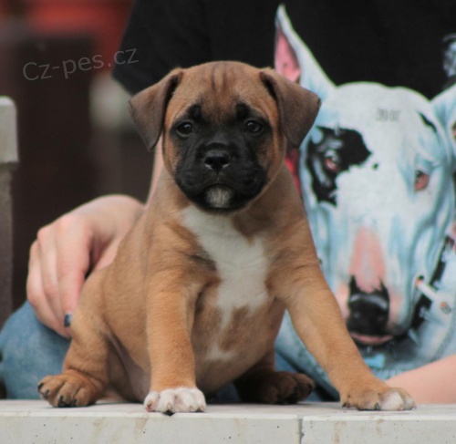 staford��rsk�ho bulteri�ra